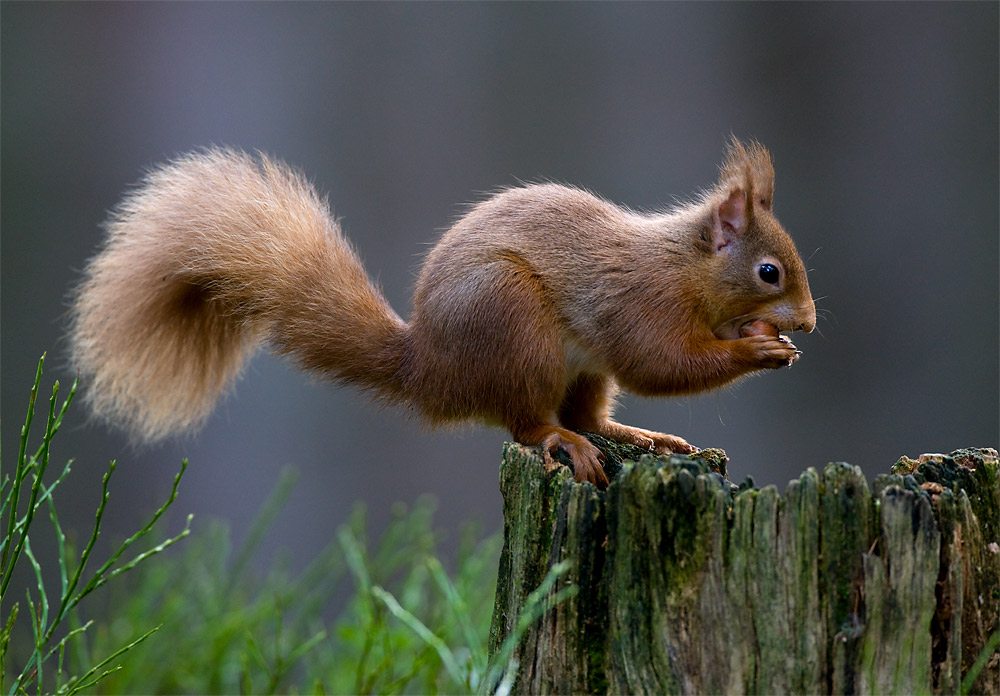 31 eichhörnchen bilder zum drucken  besten bilder von